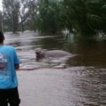 elefante marino mercedes